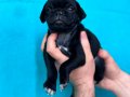 SİYAH VE PİNK DİŞİ ERKEK PUG YAVRULARI 