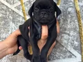 PUG YAVRULARI 