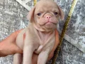 PUG YAVRULARI 