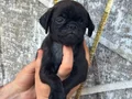PUG YAVRULARI 