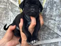 PUG YAVRULARI 