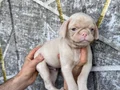 SİYAH VE PİNK DİŞİ ERKEK PUG YAVRULARI 