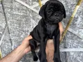 SİYAH VE PİNK DİŞİ ERKEK PUG YAVRULARI 