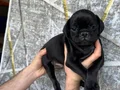 SİYAH VE PİNK DİŞİ ERKEK PUG YAVRULARI 