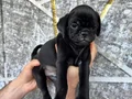 SİYAH VE PİNK DİŞİ ERKEK PUG YAVRULARI 
