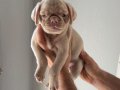 PİNK VE SİYAH PUG YAVRULARI 