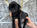 PİNK VE SİYAH PUG YAVRULARI 