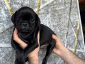 PİNK VE SİYAH PUG YAVRULARI 