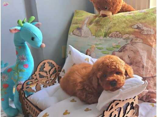 Köpek federasyona kayıtlı yavrular 