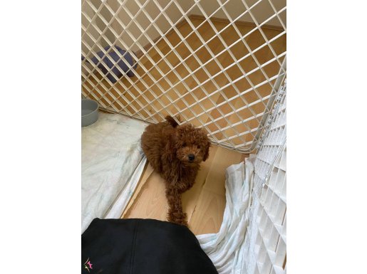 Ücretsiz Sahiplendirme Toy Poodle Kore Safkan Kahverengi