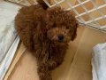 Ücretsiz Sahiplendirme Toy Poodle Kore Safkan Kahverengi