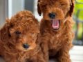 Orjinal Toy Poodle Yavrularımız Yeni Evini Arıyor