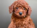 Orjinal Toy Poodle Yavrularımız Yeni Evini Arıyor