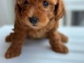 Orjinal Toy Poodle Yavrularımız Yeni Evini Arıyor