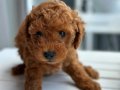 Orjinal Toy Poodle Yavrularımız Yeni Evini Arıyor