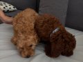Orjinal Toy Poodle Yavrularımız Yeni Evini Arıyor