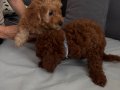 Orjinal Toy Poodle Yavrularımız Yeni Evini Arıyor