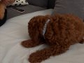 Orjinal Toy Poodle Yavrularımız Yeni Evini Arıyor