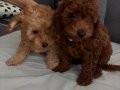 Orjinal Toy Poodle Yavrularımız Yeni Evini Arıyor