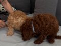 Orjinal Toy Poodle Yavrularımız Yeni Evini Arıyor