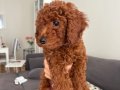 Orjinal Toy Poodle Yavrularımız Yeni Evini Arıyor