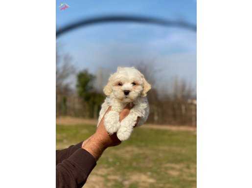 Güzel maltese bebeklerimiz