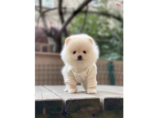 Kar Beyaz Pomerian Boo Yavrularımız