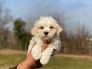 Güzel maltese bebeklerimiz