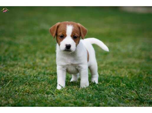ŞECERELİ ŞAMPİYON SOY JACK RUSSELL YAVRULARIMIZ