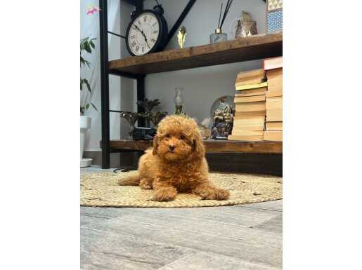 Toy Poodle Kore Kan 