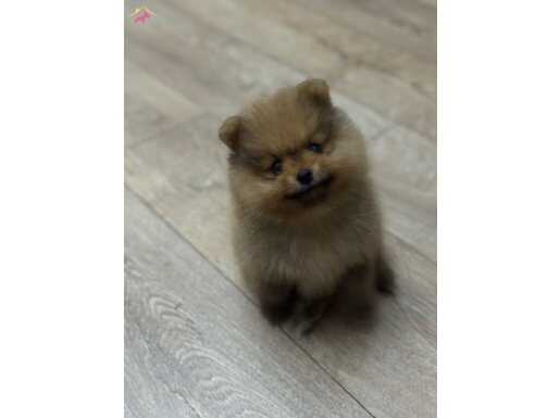 A KALİTE POMERANİAN BOO YAVRULAR AYI SURAT %100