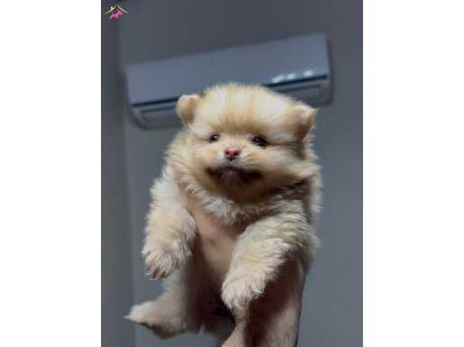 POMERANİAN BOO YAVRULAR 