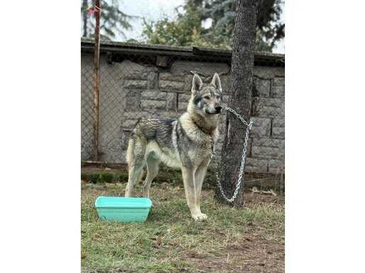 ŞECERELİ WOLFDOG IRK VE SAĞLIK GARANTİLİ