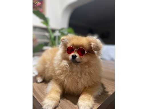 Pomranian boo damızlık ırk garantili