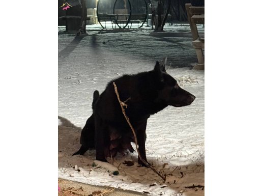 AFAD VE ARAMA KURTARMA BÜNYESİNDE GÖREV ALAN SİYAH BELÇİKA