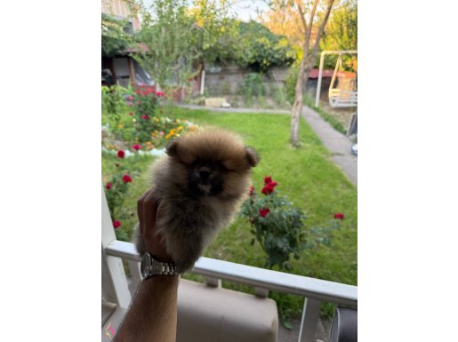 POMERANİAN YAVRUKARI / MİKRO BOY / A+ KALİTE