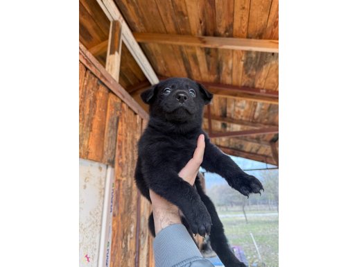 Secereli Siyah Alman Çoban Kurdu İş Köpeği Yavruları