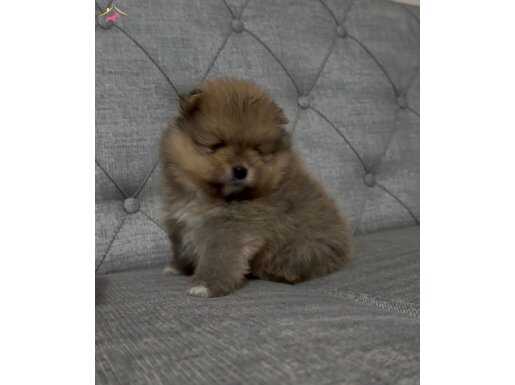 MİNİ BOY- AYI SURAT POMERANİAN BOO 