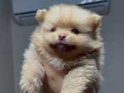 POMERANİAN BOO YAVRULAR 