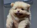 POMERANİAN BOO YAVRULAR 