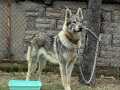 ŞECERELİ WOLFDOG IRK VE SAĞLIK GARANTİLİ