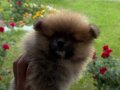 POMERANİAN YAVRUKARI / MİKRO BOY / A+ KALİTE