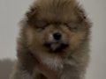 A kalite sağlıklı kendi köpeğimin yavruları pomeranian boo