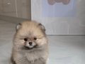 PREMİUM KALİTE POMERANİAN BOO