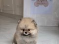 PREMİUM KALİTE POMERANİAN BOO