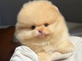 PREMİUM KALİTE POMERANİAN BOO