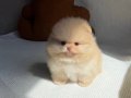 PREMİUM KALİTE POMERANİAN BOO