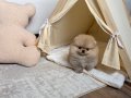PREMİUM KALİTE POMERANİAN BOO