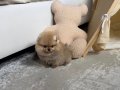 PREMİUM KALİTE POMERANİAN BOO