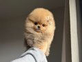 PREMİUM KALİTE POMERANİAN BOO